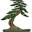 Phoenix Bonsai Society – An Educational Non-Profit Dedicated to the Art of Bonsai