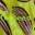the seed | Current Events and News From the Green Sector