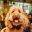 OFFICIAL POP+BARK