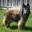 Redwood Belgian Tervuren Fanciers, Inc. !