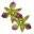 Real Flower Jewelry – Preserved, Permanent, Pliable, Practical to Wear