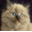 Ragdoll Cat Breeder Roanoke, Virginia