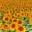 Rosacea Support Group • Where the rosacea community meets online : Rosacea Support Group