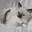 RoyalDolls Ragdolls! – Raising quality TICA-registered Ragdoll kittens in our home. Since 2003.