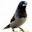 Santa Clara Finch Club: Birds of a feather fly together!