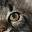 SaraJen | Maine Coon Cats For Sale | Maine Coon Kittens