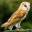 Home - Screech Owl Sanctuary & Animal Park