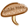 Home - Shiitake Mama