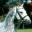 Silverhorne Sporthorse | Hanoverian Sporthorses for Sale | Horse Development & Peer Training for Professionals & Amateurs
