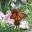 Skillfully Well & Painfully Aware – Living skillfully well with chronic conditions