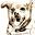 Home - The Senior Dogs Project