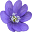 Summerhill Seeds: Rare and Unusual Flower Seeds