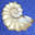 Premier Ragdoll Breeder in Florida. Home raised, show and pet quality kittens. Ragdoll kittens for sale Florida.
