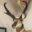 taxidermy-school.com – DIY Taxidermy For All Trophy Displays