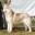 Tobotuk Siberian Huskies