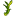 Flask and Established Seedling Sales, and Flasking Programs
