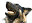 UK German Shepherd Rescue (UK-GSR) Adoption - Rehoming - Rescue