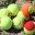 – Travel and play Tennis