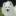 American Eskimo Dog Breeder - Wachusett American Eskimos - Massachusetts