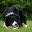 Sheepdog Training Video Library - choose from more than 70 titles