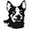 Australian Cattle Dog Club of America – Australian Cattle Dog Club of America