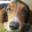 Herbs for Pets and Their People-Herbal Information-Topical Treatments