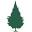 Appalachian Evergreens | Fraser Fir Nursery