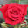 Apuldram Roses | Rose Growers