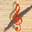 Pizzicato - Computer assisted music - composition, orchestration, notation
