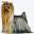 Yorkie Breeders|Artistry Yorkies