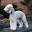 Ashcroft Bedlington Terriers | Honey Brook, Pennsylvania