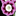 Auriculas and Primulas