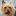 Aussieklubben.se - Australisk terrier
