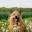 Home | Australian Terrier Rescue