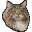 Norwegische Waldkatzen av Tyssedal - Kitten - die Norwegische Waldkatze