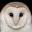 Home Page - The Barn Owl Trust