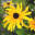 Garden Directory
