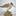 Birds of Denmark