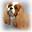 BlackFire Cavaliers