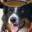 Border Collie kennel Shamrock Field