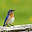 Bluebird Restoration Association of Wisconsin | Winconsin's voice for bluebird conservation | PO Box 628492, Middleton, WI 53562