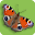 British Butterflies by Steven Cheshire