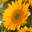 Portland Florist | Flower Delivery by Broadway Floral