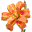 Bulbmeister.COM - Flower Bulbs in the Garden and Landscape
