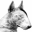 Boromir Bull Terriers - New Zealand