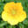 Buttercup Miniatures
