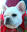 Byrums's French Bulldogs