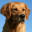 Canburne Gundogs for Golden Retrievers of sound temperament and proven working ability