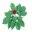 Emerald Castle Farms Ginseng Seeds Mushrooms and Growing Information