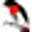 Birdwatching | Cumberland Bird Observers Club | Sydney